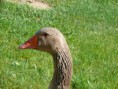 /album/husa1/p1110571-800x600-jpg/